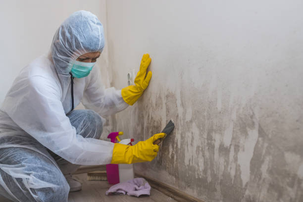 Reliable Maben, MS Mold Removal Solutions