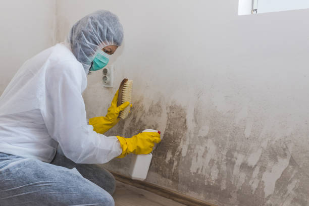 Best Attic Mold Removal  in Maben, MS
