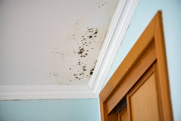 Best Mold Damage Repair  in Maben, MS
