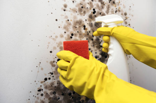 Best Local Mold Removal Service  in Maben, MS