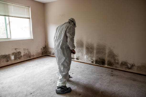Best Black Mold Removal  in Maben, MS