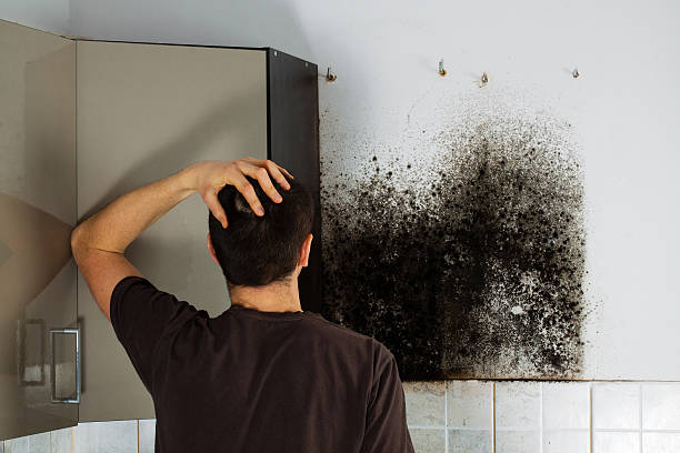 Office Mold Removal Services in Maben, MS
