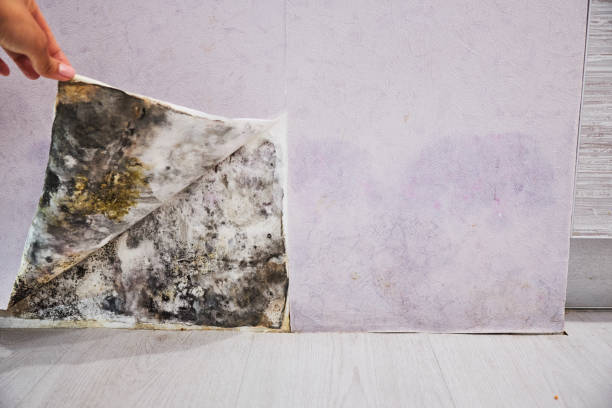 Best Professional Mold Removal  in Maben, MS
